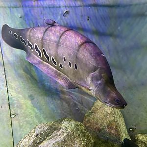 Clown knifefish (Chitala ornata)