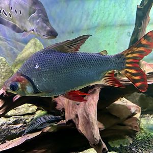 Flagtail characin (Semaprochilodus theraponura)