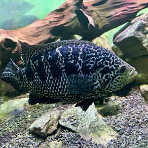 Jaguar cichlid (Parachromis managuensis)