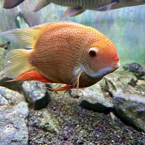 Banded cichlid (Heros severus)