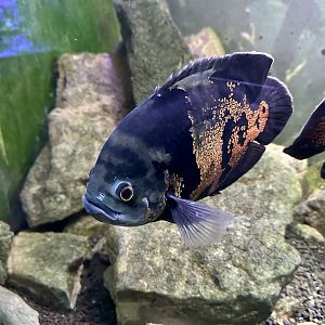 Oscar cichlid (Astronotus ocellatus)