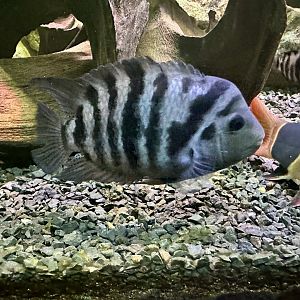Convict cichlid (Amatitlania nigrofasciata)