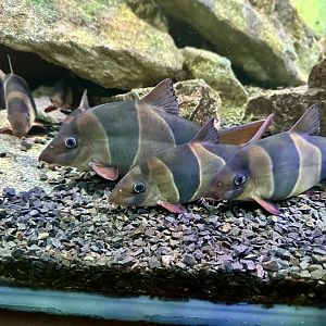 Clown loach (Chromobotia macracanthus)