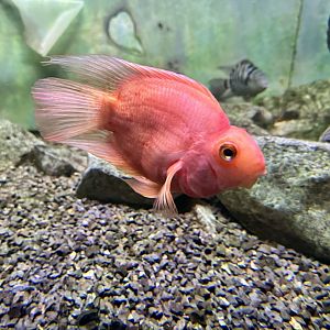 Blood Parrot Cichlid (Amphilophus citrinellus × Vieja melanurus)
