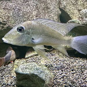 Green cory (Corydoras splendens)