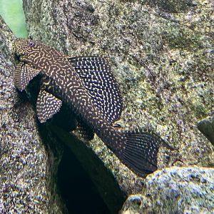 Sailfin pleco (Pterygoplichthys gibbiceps)