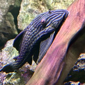 Royal pleco (Panaque nigrolineatus)