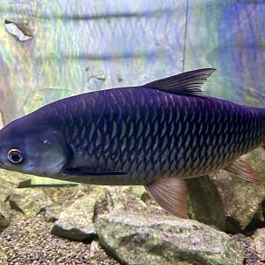 Grass carp (Ctenopharyngodon idella)