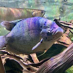 Giant gourami (Osphronemus goramy)