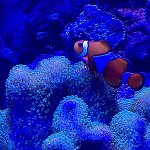 Ocellaris clownfish (Amphiprion ocellaris)