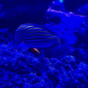 Bluestriped grunt (Haemulon sciurus)