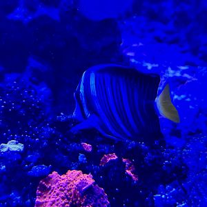 Royal angelfish (Pygoplites diacanthus)