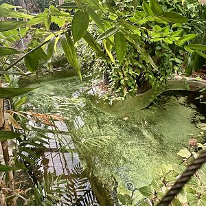 American Alligator Exhibit