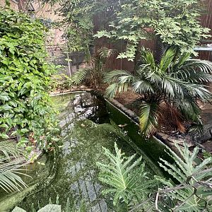 American Alligator Exhibit