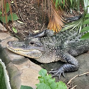 Cheryl (American Alligator)