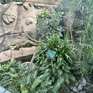 Eastern Water Dragon Exhibit