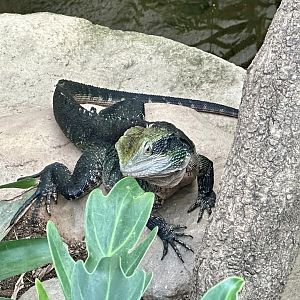 Eastern water dragon (Intellagama lesueurii lesueurii)