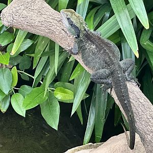 Eastern water dragon (Intellagama lesueurii lesueurii)