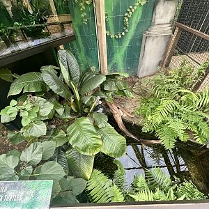 Red-bellied Short Neck Turtle Exhibit