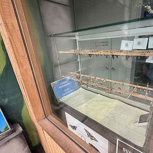 Butterfly Pupae Hatchery