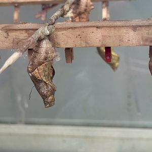 Butterfly Pupae