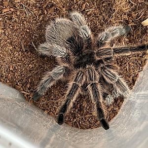 Chilean rose tarantula (Grammostola rosea)
