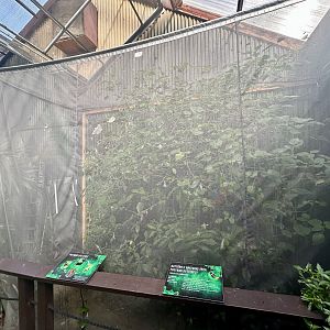 Postman Butterfly Breeding Aviary