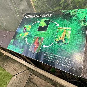 Postman Butterfly Lifecycle Signage