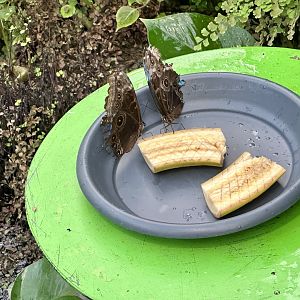 Butterfly Feeding Station