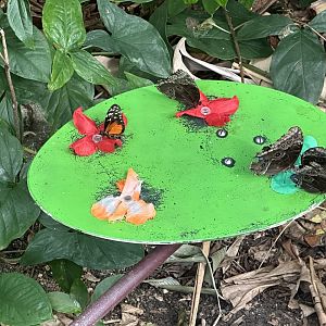 Butterfly Feeding Station