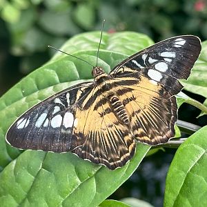 The Clipper butterfly (Parthenos sylvia)