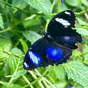 Blue moon butterfly (Hypolimnas bolina)