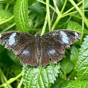 Blue moon butterfly (Hypolimnas bolina)
