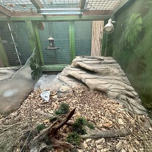 Eastern Blue-tongued Lizard Exhibit