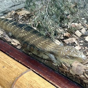 Eastern blue-tongued lizard (Tiliqua scincoides)