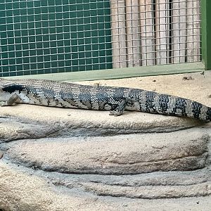 Eastern blue-tongued lizard (Tiliqua scincoides)