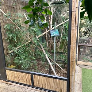Madagascan Day Gecko Exhibit