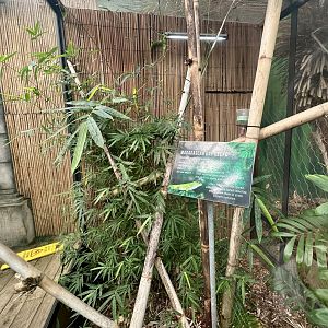 Madagascan Day Gecko Exhibit