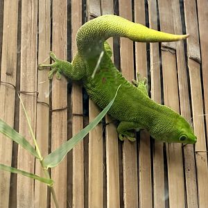 Madagascan day gecko (Phelsuma madagascariensis)