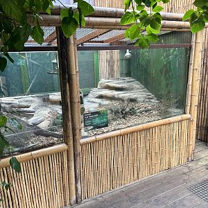 Green Iguana Exhibit