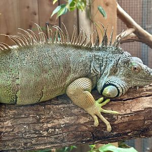 Green iguana (Iguana iguana)