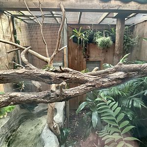 Green Iguana Exhibit