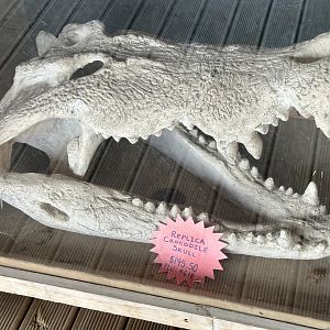 Saltwater Crocodile Skull (Replica)