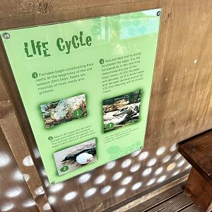 Saltwater Crocodile Lifecycle Signage