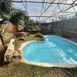 Saltwater Crocodile Exhibit 1