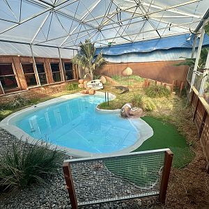 Saltwater Crocodile Exhibit 1