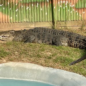 Goldie (Saltwater Crocodile)