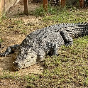 Goldie (Saltwater Crocodile)