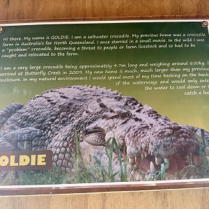 Saltwater Crocodile Profile (Goldie)