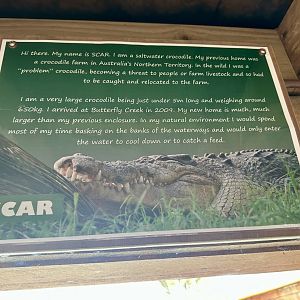 Saltwater Crocodile Profile (Scar)